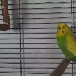 Meine Leni