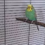 Meine Emmy