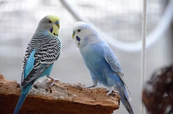 Wellensittich-Bild: Anton und Miro sind dicke Freunde, die neugierig alles zusammen erkunden.