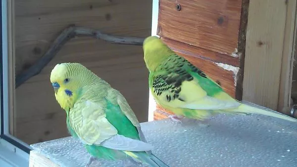 Wellensittich-Bild: Pips mit seiner Partnerin Trixie