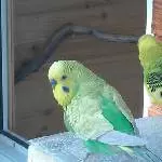 Pips der 