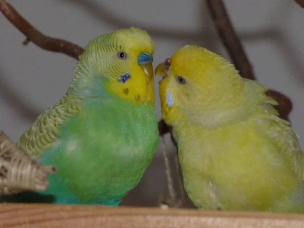 Wellensittich-Bild: Wenn ich Dich noch einmal mit Flöckchen sehe..........