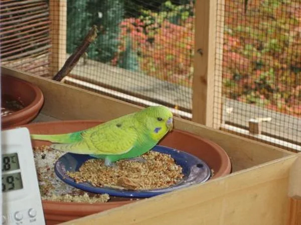 Wellensittich-Bild: Lecker Imbiss !