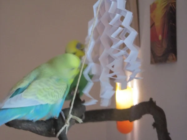 Wellensittich-Bild: hm schmeckt nach nix
