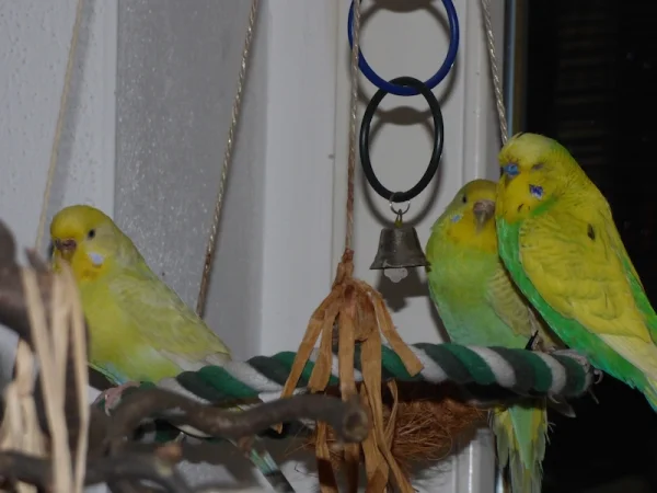 Wellensittich-Bild: Wo ist das Fingertaxi ins Bett ???