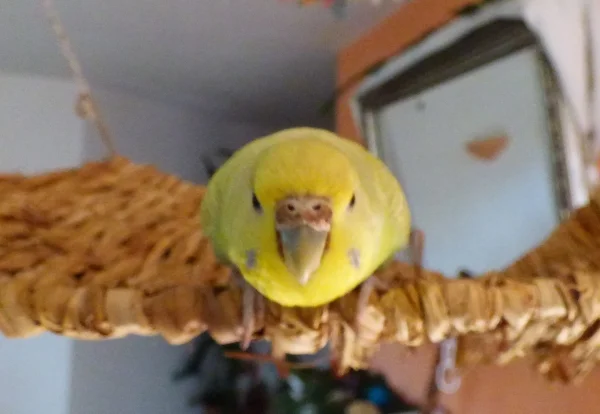 Wellensittich-Bild: Eh Du Paparazzi, was soll das ?