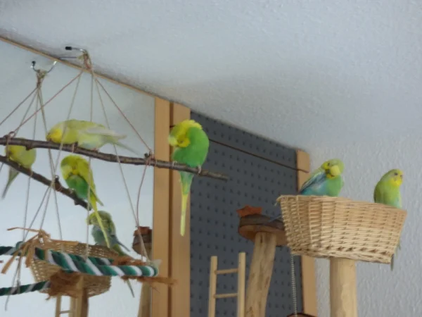 Wellensittich-Bild: aus 4 mach 8