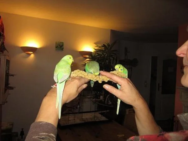 Wellensittich-Bild: Hm das schmeckt
