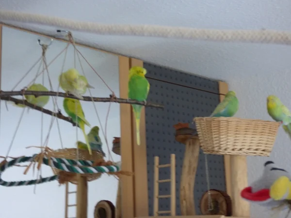 Wellensittich-Bild: Nein wir sind immer noch 4 Wellis