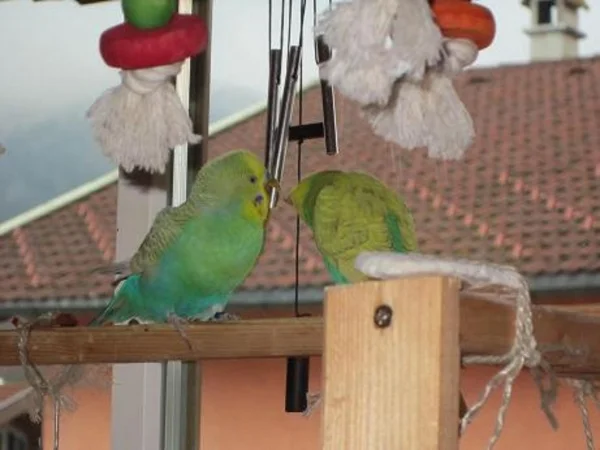 Wellensittich-Bild: Kling Glöckchen.....