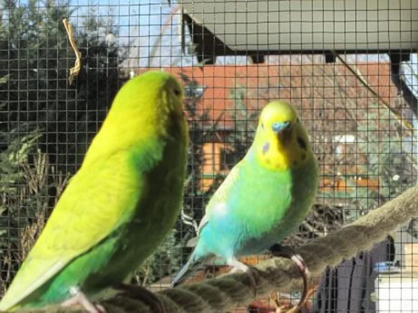 Wellensittich-Bild: Sonne tanken