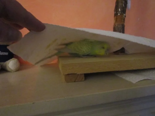 Wellensittich-Bild: Oh man wo hat der Felo wieder die Kohi versteckt 