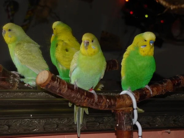 Wellensittich-Bild: Ph , Timmy kennst Du die 2 ??