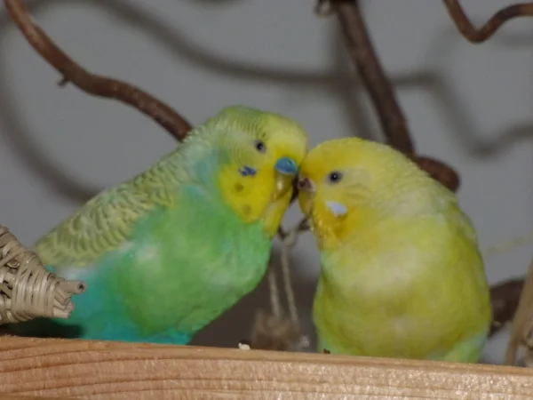 Wellensittich-Bild: Wahre Liebe !!