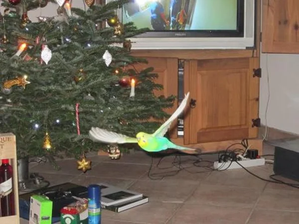 Wellensittich-Bild: Juhu , ein Flugbild !