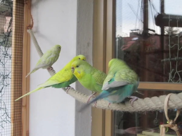 Wellensittich-Bild: Heute Siesta draussen