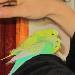 Guck Guck