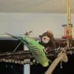 Der Teddybär