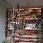 Paulie sucht