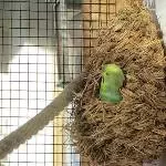 Paulie im Nest