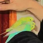 Guck Guck