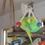 Kraulbild