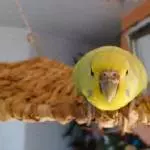 Flöckchen Paparazzi