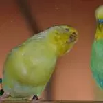 Maja und Pauli