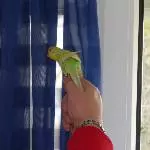 fleißiges Flöckchen