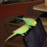 Die Kontrolle