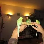 Lecker Kohi