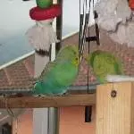 Das Windspiel
