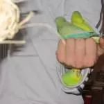 Flöckchen
