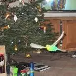 Paulie im Anflug