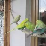 gemeinsame Siesta