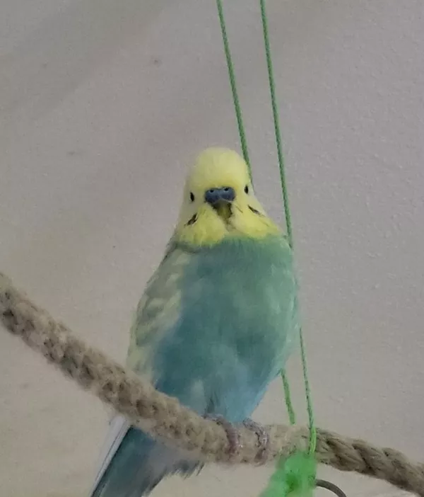 Wellensittich-Bild: Mickey genießt sein Leben im Vogelzimmer mit seinem Schwarm, nachdem er einer Bekannten zugeflogen ist.