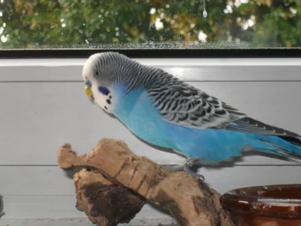 Wellensittich-Bild: Speedy ist skeptisch, ob die Konstruktion von der Felo wohl hält?