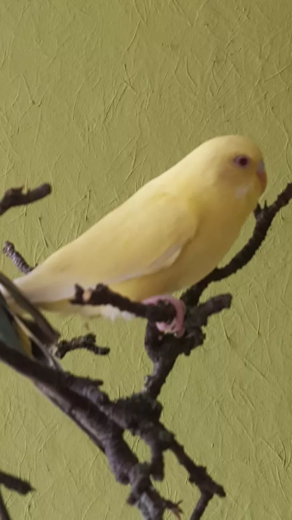 Wellensittich-Bild: Tweety überlegt wo man als nächstes landen könnte 