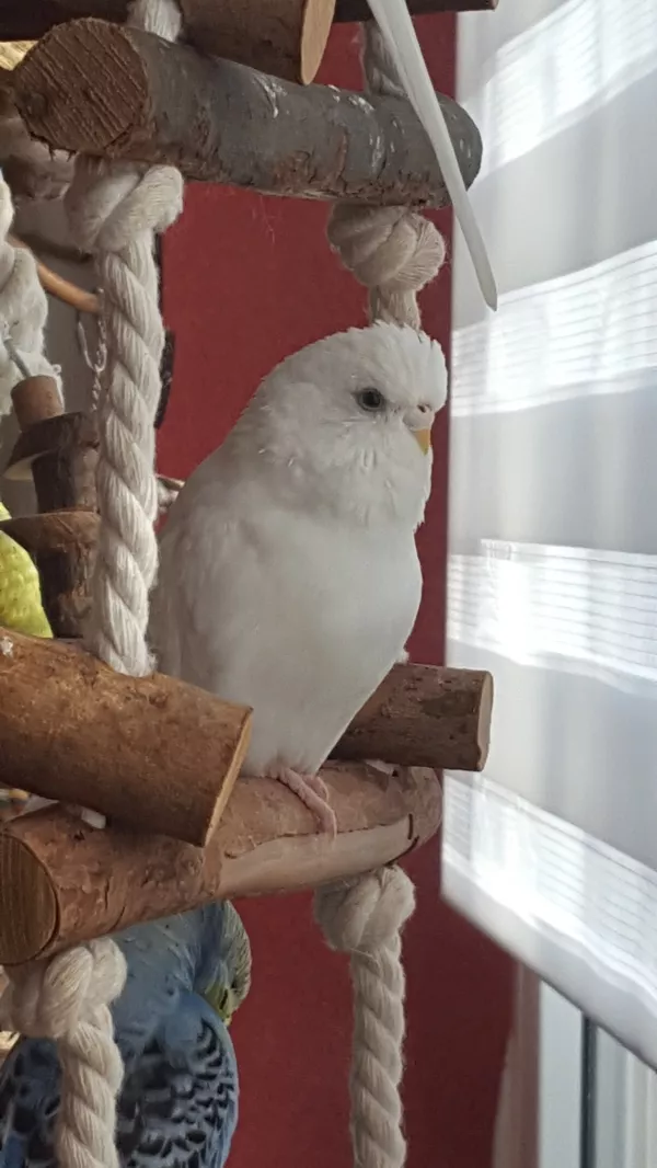 Wellensittich-Bild: ich behalte alles im Blick 