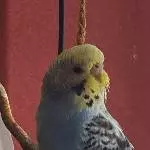 Luna trägt Bart 