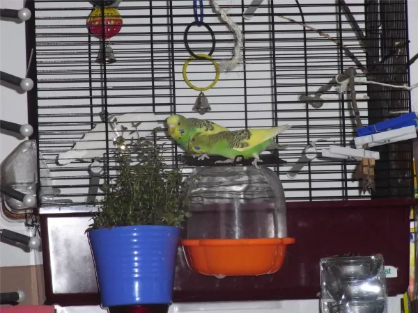 Wellensittich-Bild: Amy und Lilu beim Stärken vor dem zweiten Freiflug.