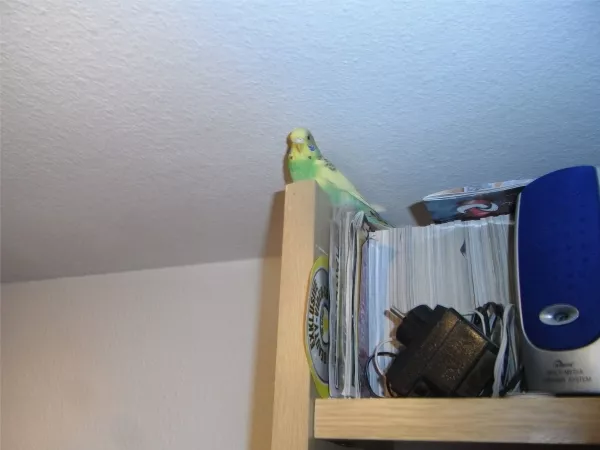 Wellensittich-Bild: Ich habe den höchsten Platz im Zimmer und der gehört nun mir!