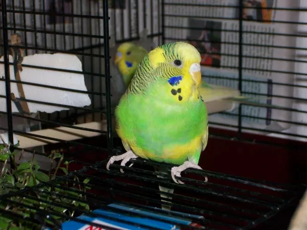 Wellensittich-Bild: Amy schaut aus dem Käfig und Lilu schaut von hinten auch zu.