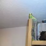 Ich habe den höchsten Platz im Zimmer und der gehört nun mir!