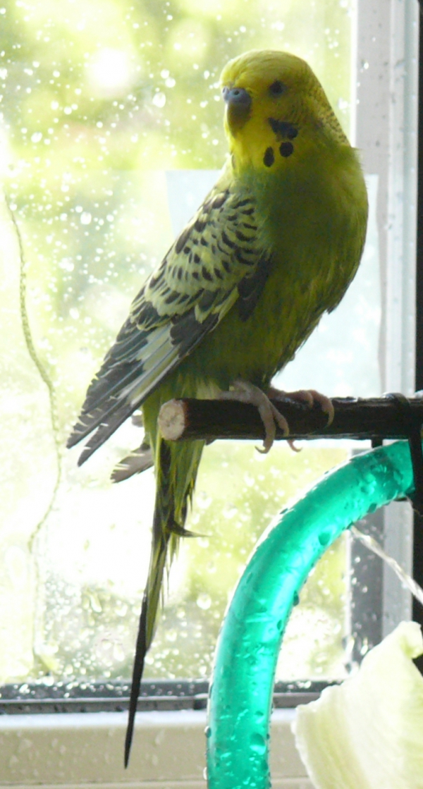 Teepo