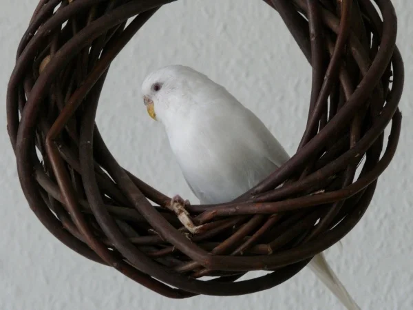 Wellensittich-Bild: Sie präsentiert sich von ihrer schönsten Seite