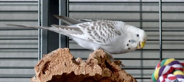 Wellensittich-Bild: Anivia beim Schreddern.