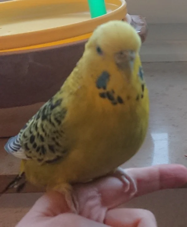 Wellensittich-Bild: Lemon ganz zutraulich