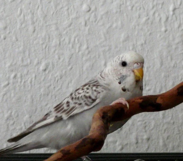 Wellensittich-Bild: Damals hat sie sich an der Salatbar noch brav angestellt