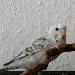 Anivia